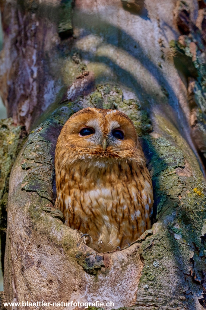 Waldkauz (Strix aluco) &copy; Oliver Bl&auml;ttler